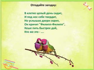 Сочинение Про Попугая 2 Класс Сочинение Про Попугая 2 Класс